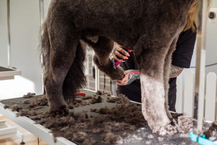 Tosadora aparando o pelo de um cão na mesa de banho e tosa